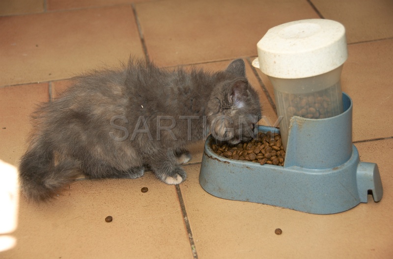 MANGE 004.jpg